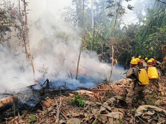 Manos criminales inician los incendios forestales