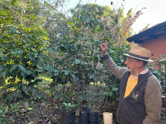  Oscar Velasco Imbaud, cosechó granos de café