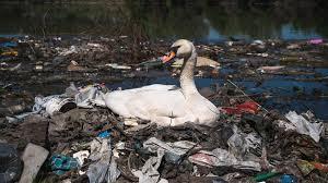 Un cisne hace un nido con basura plástica cerca de un vertido de aguas residuales en el río Danubio - AFP