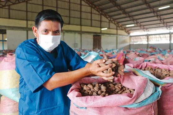 Castañas de exportación bolivianas