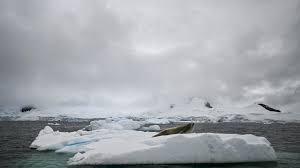 Vista de una foca descansando en el estrecho de Gerlache, ubicado entre el archipiélago Palmer y la península Antártica - AFP