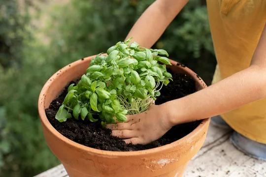 La albahaca es una hierba con múltiples beneficios para la salud