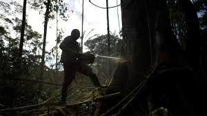 Cortan árboles en la Amazonía de Colombia para sembrar hoja de coca-© Raul ARBOLEDA / AFP 